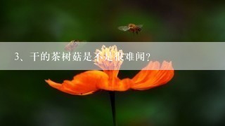 干的茶树菇是不是很难闻？