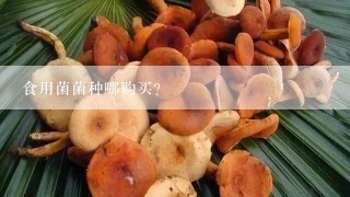 食用菌菌种哪购买？