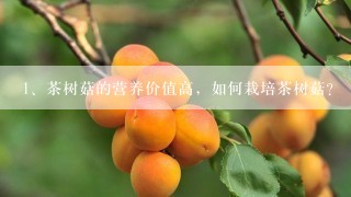 茶树菇的营养价值高，如何栽培茶树菇？