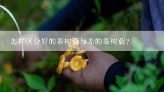 怎样区分好的茶树菇与差的茶树菇？