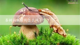 茶树菇新鲜的怎么风干？