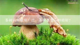 茶树菇种植很广泛，茶树菇怎么种植好？