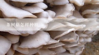 茶树菇怎样种植