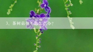 茶树菇炖不熟怎么办？