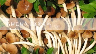 茶树菇放久了还能吃吗