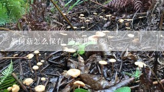 茶树菇怎么保存 防潮很重要