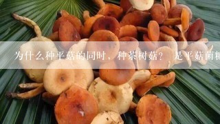 为什么种平菇的同时，种茶树菇？ 是平菇菌糠可以用来种茶树菇吗？请讲讲配方好嚒？我用的是玉米芯种平菇