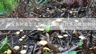 泡发茶树菇怎么那么黄的水而且水还比较刺鼻？