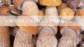 在哪里可以买到茶树菇菌种？谢谢