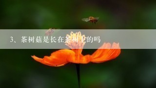 茶树菇是长在茶树上的吗