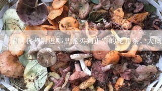 请问杭州附近哪里能买到正宗的龙井茶，大概在多少钱