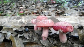 野生菌品种大全图片及名称