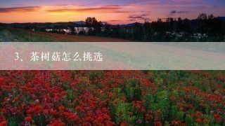 茶树菇怎么挑选