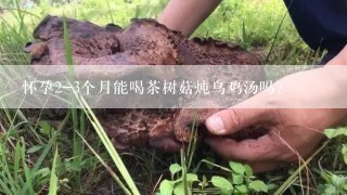 怀孕2-3个月能喝茶树菇炖乌鸡汤吗？