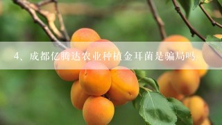 成都亿腾达农业种植金耳菌是骗局吗