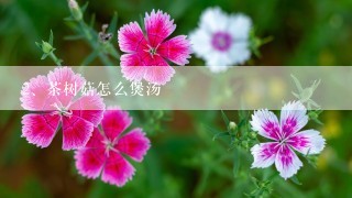 茶树菇怎么煲汤