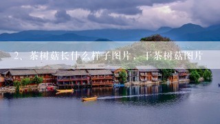 茶树菇长什么样子图片，干茶树菇图片