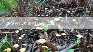 怀孕可以吃茶树菇吗