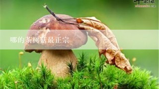 哪的茶树菇最正宗