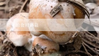 常见的食用蘑菇