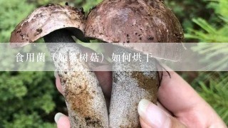 食用菌（如茶树菇）如何烘干