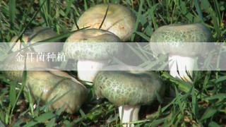 金耳菌种植