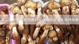 云南省昆明食用菌研究中心有黄金耳母种原种出售吗