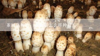 茶树菇种植：茶薪菇怎么样种植？