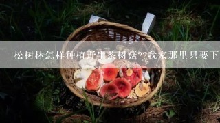 松树林怎样种植野生茶树菇??我家那里只要下雨就 又很多人去 捡回家吃。想去种植它不知道 可以 不 可以