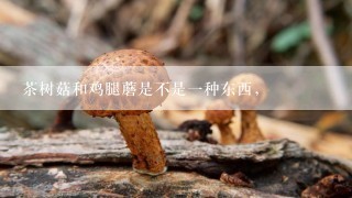 茶树菇和鸡腿蘑是不是一种东西，