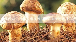 茶树菇子实体长出来可不可以加肥料加什么肥料