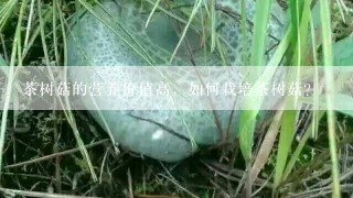 茶树菇的营养价值高，如何栽培茶树菇？