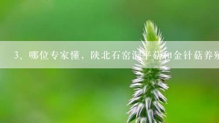 哪位专家懂，陕北石窑洞平菇和金针菇养殖技术！一个