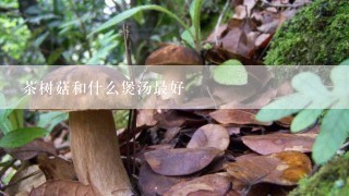 茶树菇和什么煲汤最好