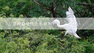 茶树菇是什么形状的?