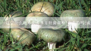 辽宁什么地方卖养多羊肚菌菌种?有卖的吗?或者哪有种的?