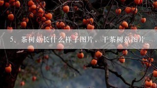 茶树菇长什么样子图片，干茶树菇图片