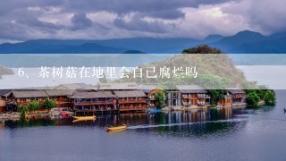 茶树菇在地里会自己腐烂吗