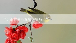 茶树菇有发展前锦吗