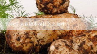 刚砍下来花椒木拐杖怎么处理？