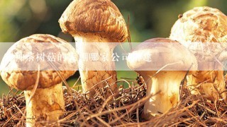 种茶树菇的大棚哪家公司搭建