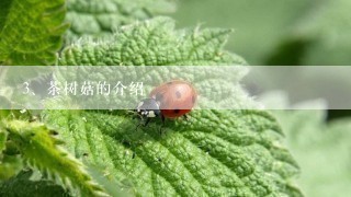 茶树菇的介绍