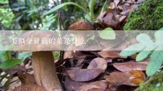 类似金针菇的菜是什么