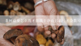 茶树菇要怎么洗才能洗干净而且菇叶不会散掉