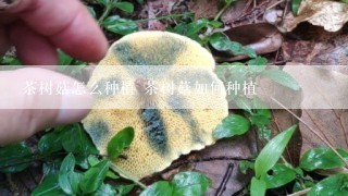 茶树菇怎么种植 茶树菇如何种植