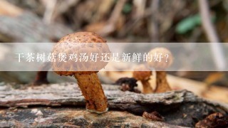 干茶树菇煲鸡汤好还是新鲜的好？