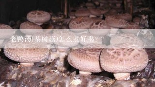 老鸭汤(茶树菇)怎么煮好喝？