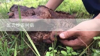 怎么炒茶树菇