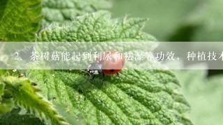 茶树菇能起到利尿和祛湿等功效，种植技术是什么？