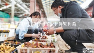 一袋茶树菇可以种出多少斤鲜茶树菇